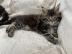 Sch?ne Maine Coon K?tzchen zum Verkauf