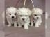Reinrassige MINI Malteser Welpen whatsap