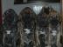 Fila Brasileiro Welpen mit Papiere