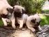 Perfekte Super S��e und reinrassige mops