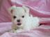 S�sse Malteser Welpen