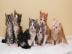 Reinrassiges Maine Coon M?del*Kitten*