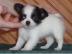 Chihuahua welpen mit Pap. 