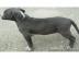 GESUNDE PITBULL WELPEN