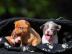 Reinrassige Chihuahua lang und kurzhaar