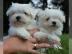 Reinrassige Malteserwelpen zu verkaufen