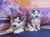 Wundersch?ne Sibirian Husky welpen