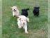 Labrador Welpen