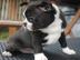 Boston Terrier Welpen /R�de VDH/KfT Abga