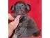 S��, niedlich Mini Chihuahua-Welpe sucht