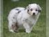 Australian Shepherd Welpen liebevolle H�