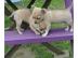 Bildh�bsche Chihuahua LH und KH Welpen