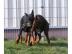 Super S��e Dobermann-Welpen zu verkaufen
