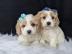F1 Cavachon Welpen