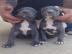 American Pitbull Terrier