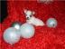 adorable Chihuahua Welpen zur Annahme