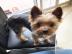 Chiot yokshire jolie pour noel
