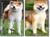akita welpen