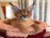 Savannah Caracal K�tzchen zur