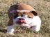english bulldog puppy