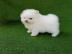 🐾 Zwergspitz-Welpen (Pomeranian) 