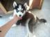 POMSKY welpen welpen.  sofort abzu geben. 