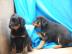 s�� Rottweiler-babys mit ADRK-Papieren,