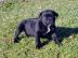 Unsere Cane Corso Welpen aus dem I- Wurf