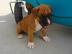 Wir haben Boxer Welpen mit BK/VDH Papier