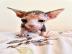 wundersch?ne sphynx K?tzchen
