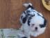 niedliche Shih Tzu Welpen zu verkaufen. 