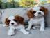 Cavalier King Charles Spaniel Welpen abz