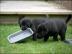 Labrador- welpen**