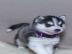 Siberian Husky Welpen mit blauen augen