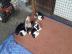 Reinrassige Beagle-Welpen tricolor