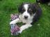 Bezaubernde Australian Shepherd Welpen