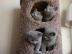 British kurzhaarige Kitten