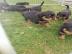 Rottweiler Welpen