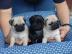 Mops Welepen