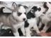 Siberische husky Te koop