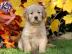 Reinrassige Golden Retriever Welpen mit