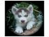 Siberian Husky Welpen 11 wochen mit ppa