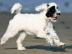 Tibet-Terrier Welpen suchen verantwortun