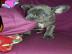 M?nnliche und weibliche franz?sische Bul