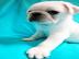 Wundersch�ne Mini mops welpen