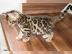 .  .  :: Ben--gal Kitten in wundersch�nen