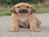 FILA BRASILEIRO mit Papiere