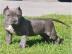 American-Pitbull-Blue-Line-Welpen
