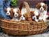 Cavalier King Charles Spaniel Welpen