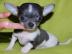 baby Chihuahua Welpen